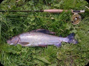 Grayling