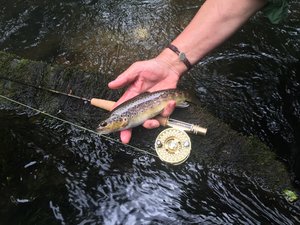 Brown Trout