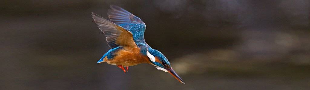 Kingfisher - gone in a flash